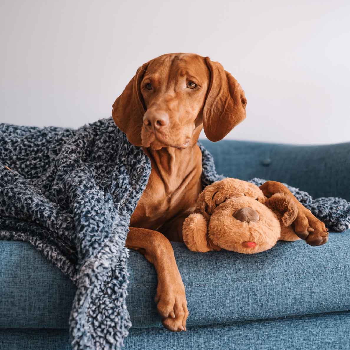 Original Snuggle Puppy®